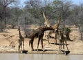 Thirsty baby giraffes with adult giraffes near water in the Savanna